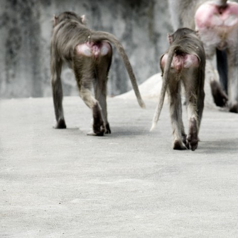 Tierfotografie_4