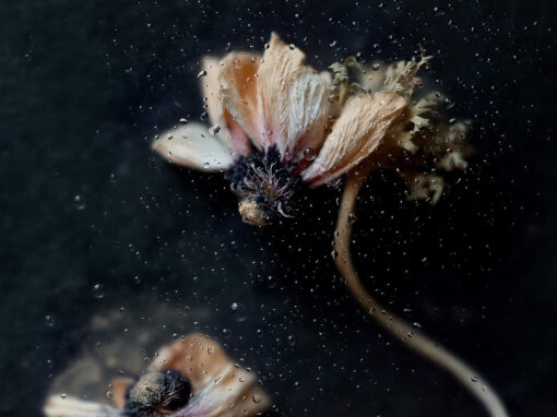 Wunderblüten 5 – Anemone