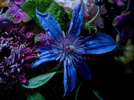 Wunderblüten 4 – Clematis Blau