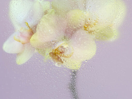 Wunderblüten 8 – Pastell Serien